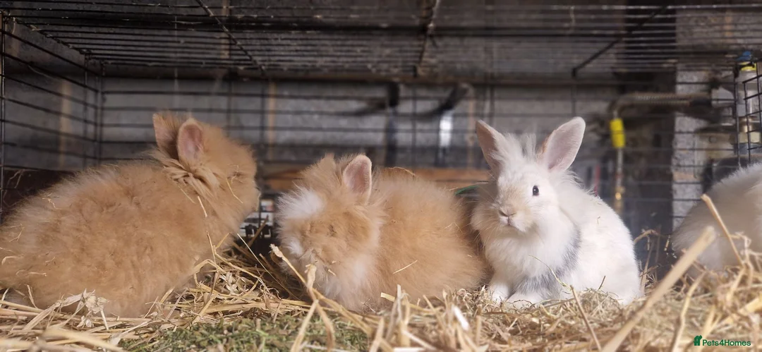 Lionhead rabbits for sale: Lovely tempered little lionhead babies- m and f - Advert 2