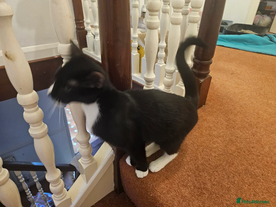 Mixed Breed cats for sale: Playful young female cat – litter trained – £150 - Advert 3