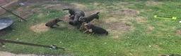 Sprocker dogs for sale: Sprocker Spaniels - Advert 6