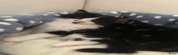Mixed Breed cats for sale: Kittens looking for lovely home  - Advert 5