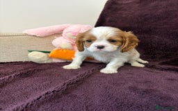 Cavalier King Charles Spaniel dogs for sale: Ready to go 🐶 Cavalier King Charles Spaniels - Image 23