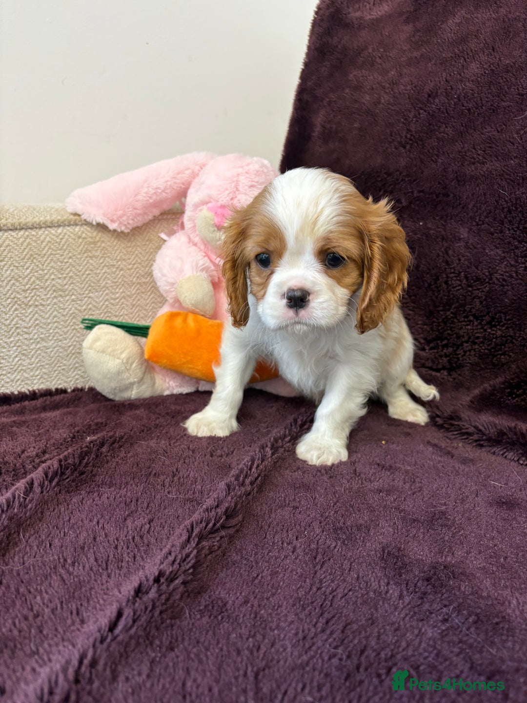 Cavalier King Charles Spaniel dogs for sale: Ready to go 🐶 Cavalier King Charles Spaniels - Image 23