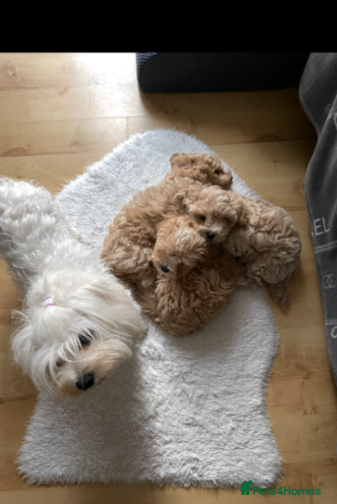 Maltipoo dogs for sale: Charming Tiny toy F1 Maltipoo puppies - Advert 1