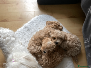Maltipoo dogs Charming Tiny toy F1 Maltipoo puppies - Advert 1