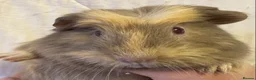 Guinea Pig rodents for sale: Baby Female Guinea Pigs For Sale  - Advert 5