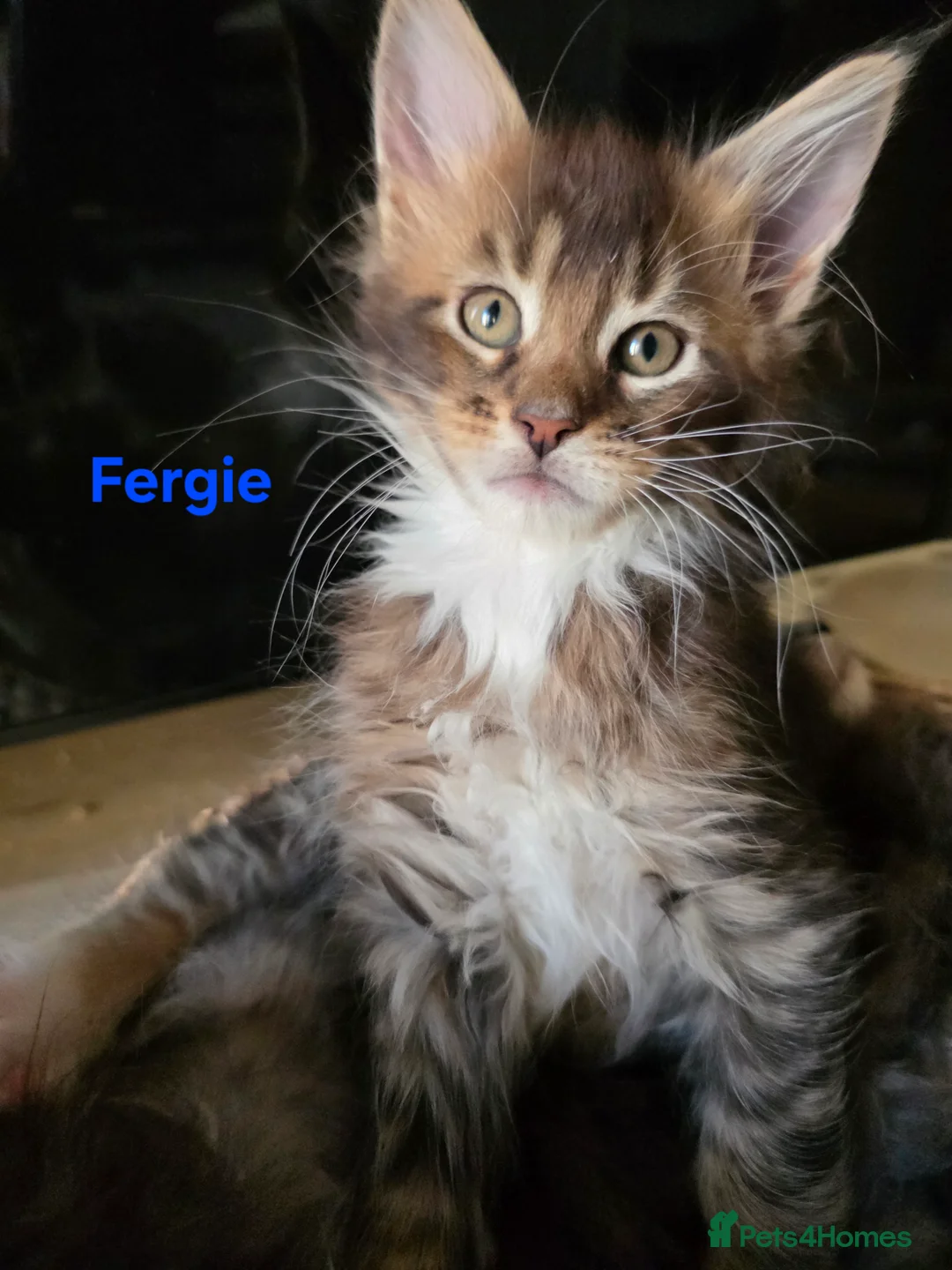 Maine Coon cats for sale: Rare Pure Breed Mainecoon Kitten - Advert 23