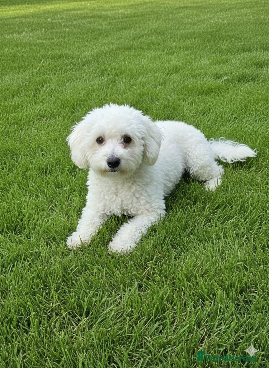 Shihpoo dogs Shih poo puppies for sale - Advert 12