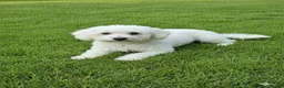 Shihpoo dogs for sale: Shih poo puppies for sale - Advert 2