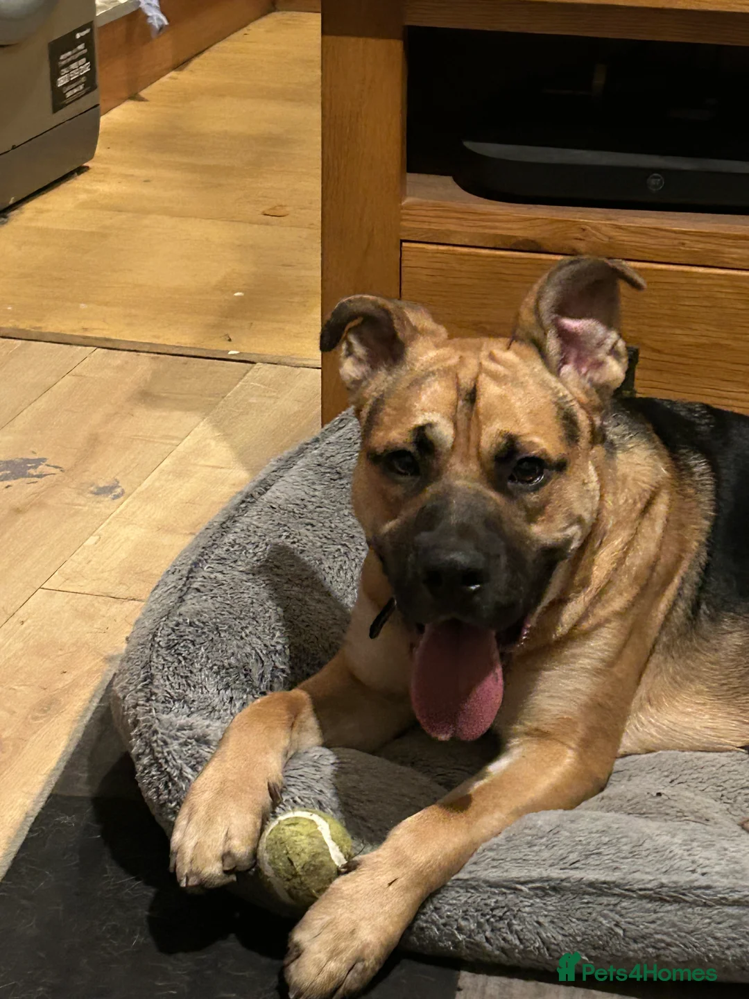 Mixed Breed dogs for sale: German shepherd cross staff for sale - Advert 1