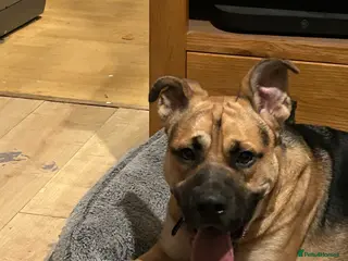 Mixed Breed dogs German shepherd cross staff for sale - Advert 1