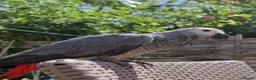 Parrots birds for sale: Super tame African Greys  in Harrow - Advert 2