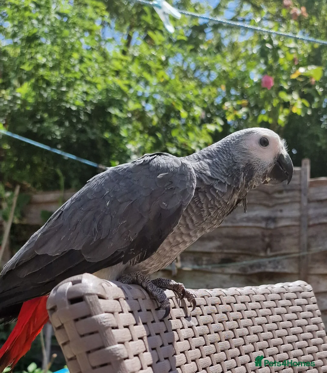 Parrots birds for sale: Super tame African Greys  in Harrow - Advert 2