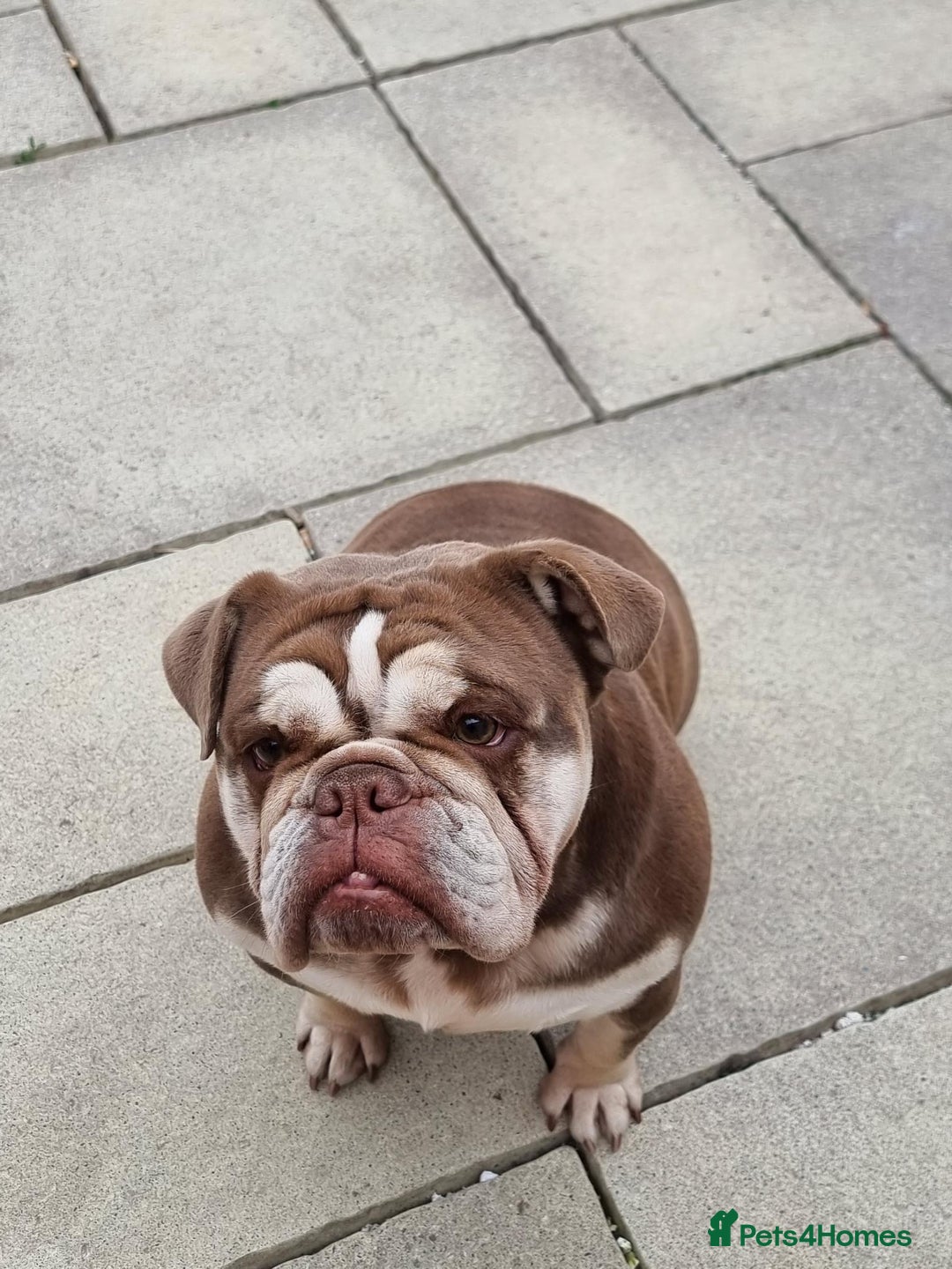 English Bulldog dogs for sale: 3 Year old Beautiful Chocolate and Tan Female - Image 4