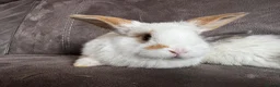 Mini Lop rabbits for sale: Beautiful Mini Lops Available to Reserve - Advert 30