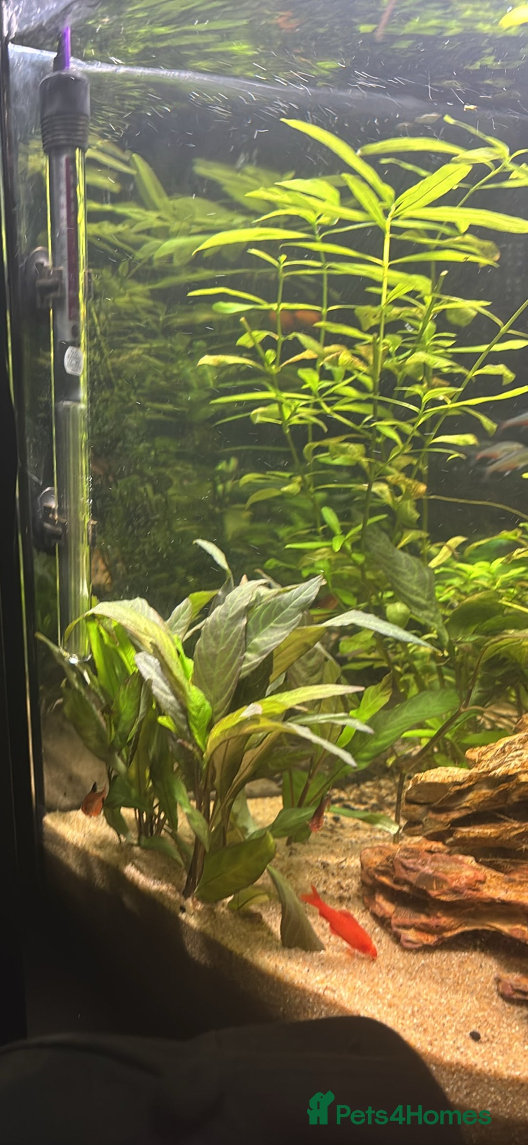 Barbs fish for sale: Full tropical setup with live plants and fish - Advert 15