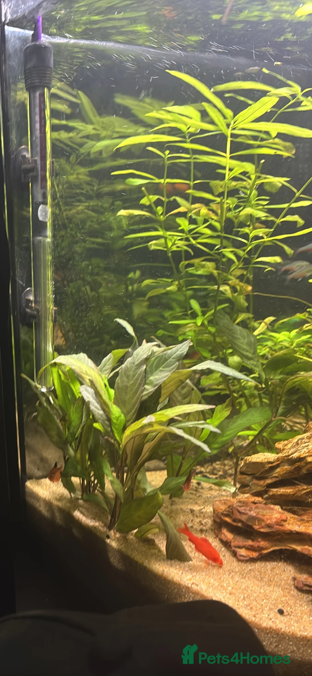 Barbs fish for sale: Full tropical setup with live plants and fish - Advert 15