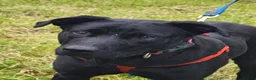 Mixed Breed dogs for adoption: ❤️NICOL NEEDS JUST ONE PERSON TO BELIEVE IN HER - Advert 14