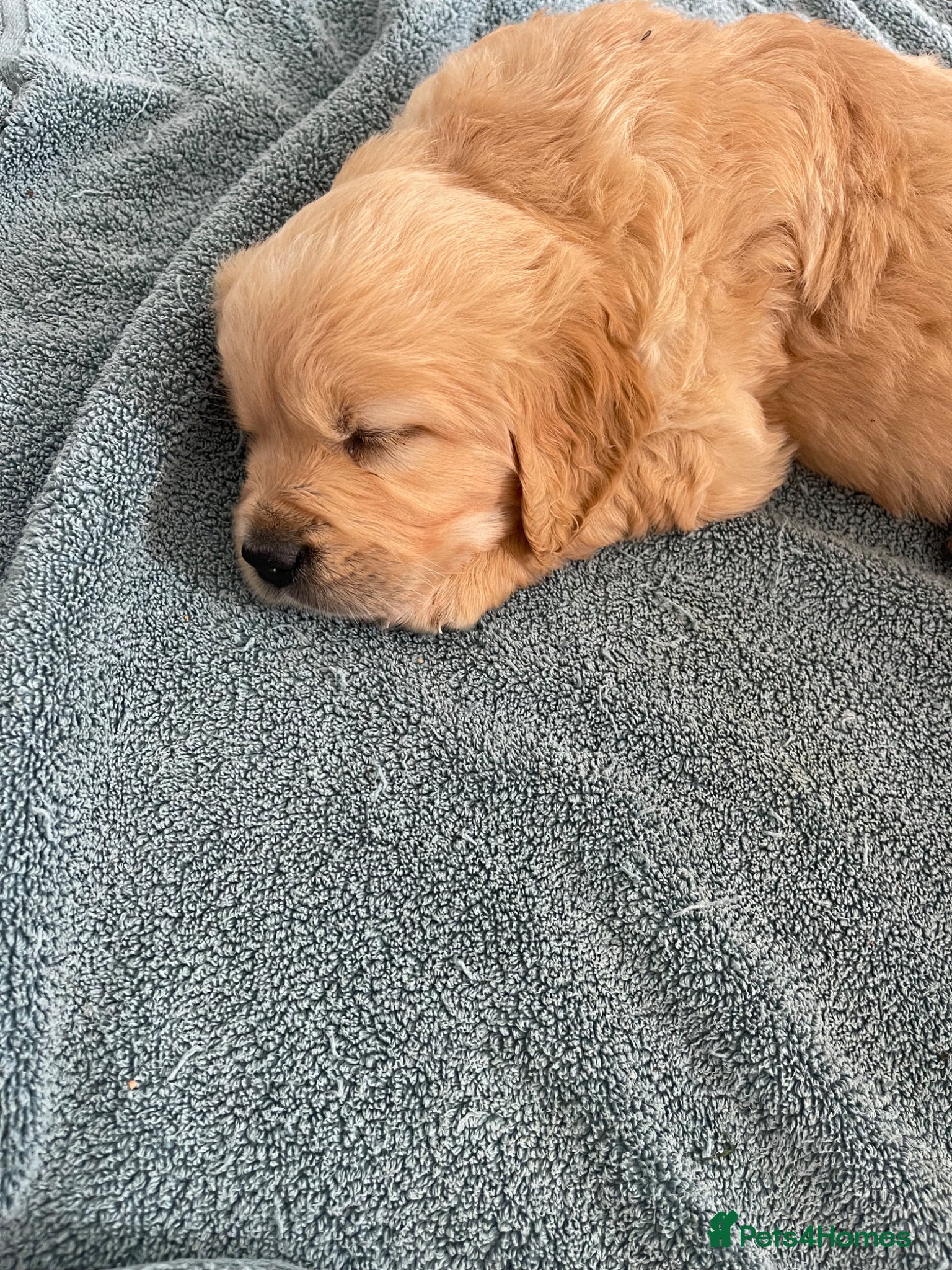 Golden Retriever dogs for sale: Beautiful, KC registered  Golden Retriever puppies - Advert 4