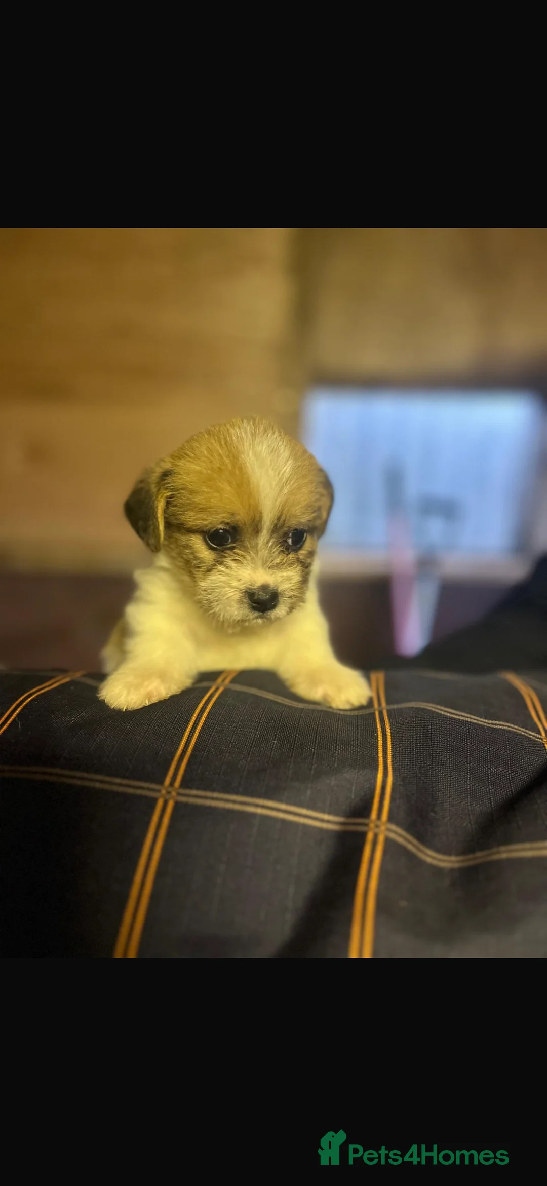 Mixed Breed dogs for sale: Jack tzu - Advert 7