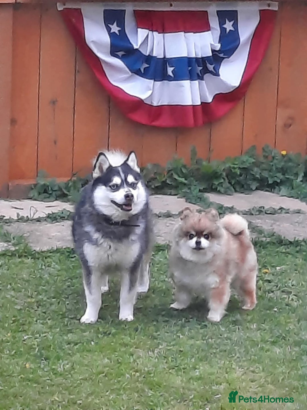 Pomsky dogs for sale: Micro F4 pomsky pups  - Advert 14