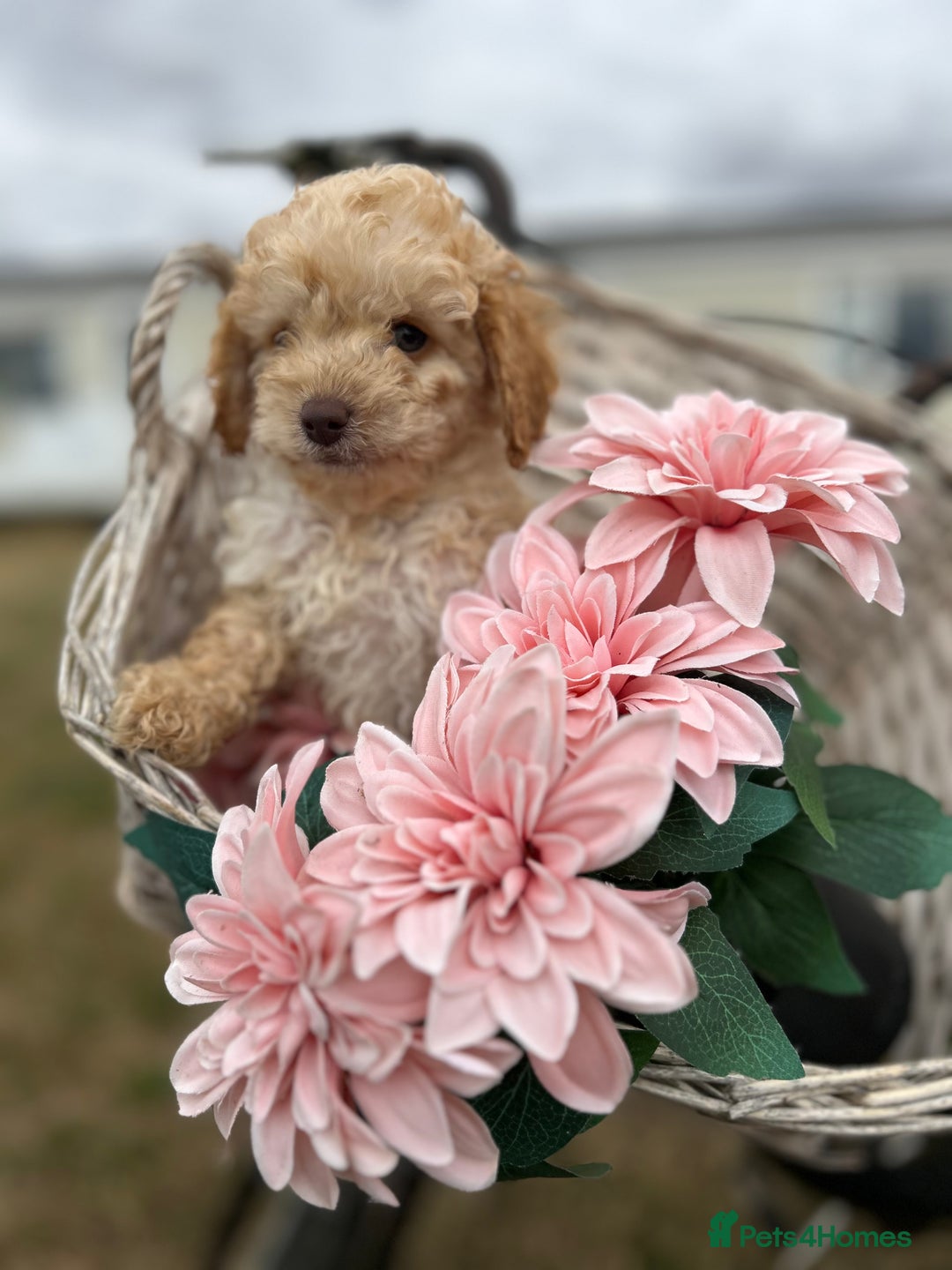Cockapoo dogs for sale: YANKYDOODLES  ( COCKERPOOS) - Image 10