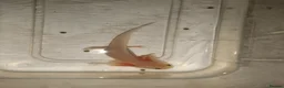 Other/Mixed Breed fish for sale: Various axolotl morphs  - Advert 12
