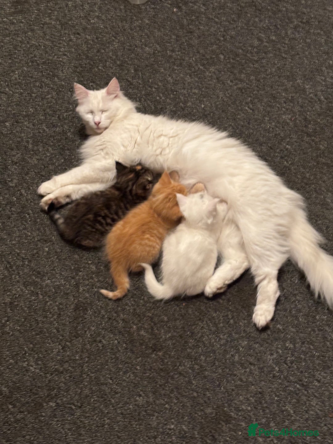 Norwegian Forest Cat cats for sale: Norwegian Forest Cat Kittens  - Advert 6