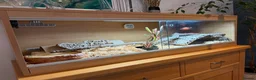 Corn Snake reptiles for sale: Beautiful Corn Snake with Full Set-up in Harpenden - Advert 5