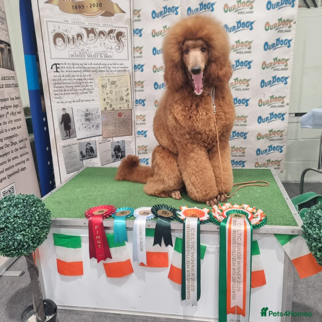 Standard Poodle dogs for stud: Red St Poodle For Stud Extensively Health Tested in Pontypool - Advert 40