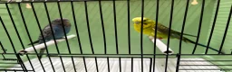 Budgerigars birds for sale: Black face and black wing proven pair  - Advert 6