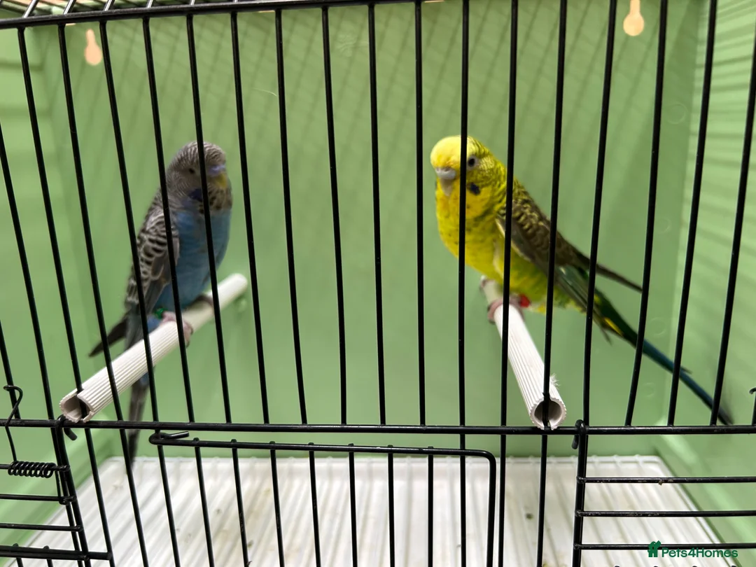 Budgerigars birds for sale: Black face and black wing proven pair  - Advert 6