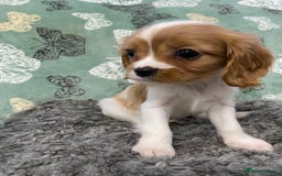 Cavalier King Charles Spaniel dogs for sale: pure cavalier king Charles spaniel - Image 5