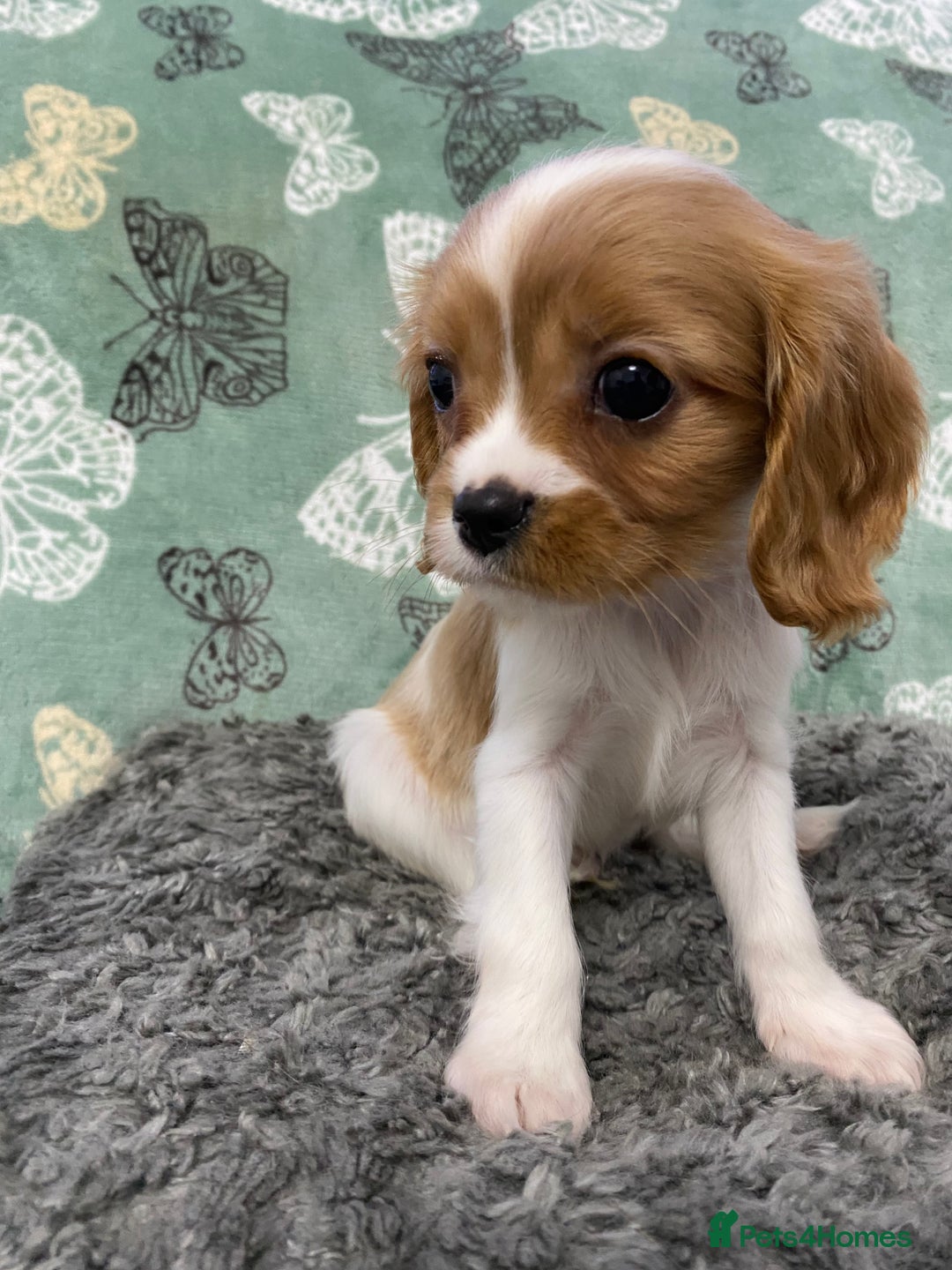 Cavalier King Charles Spaniel dogs for sale: pure cavalier king Charles spaniel - Image 5
