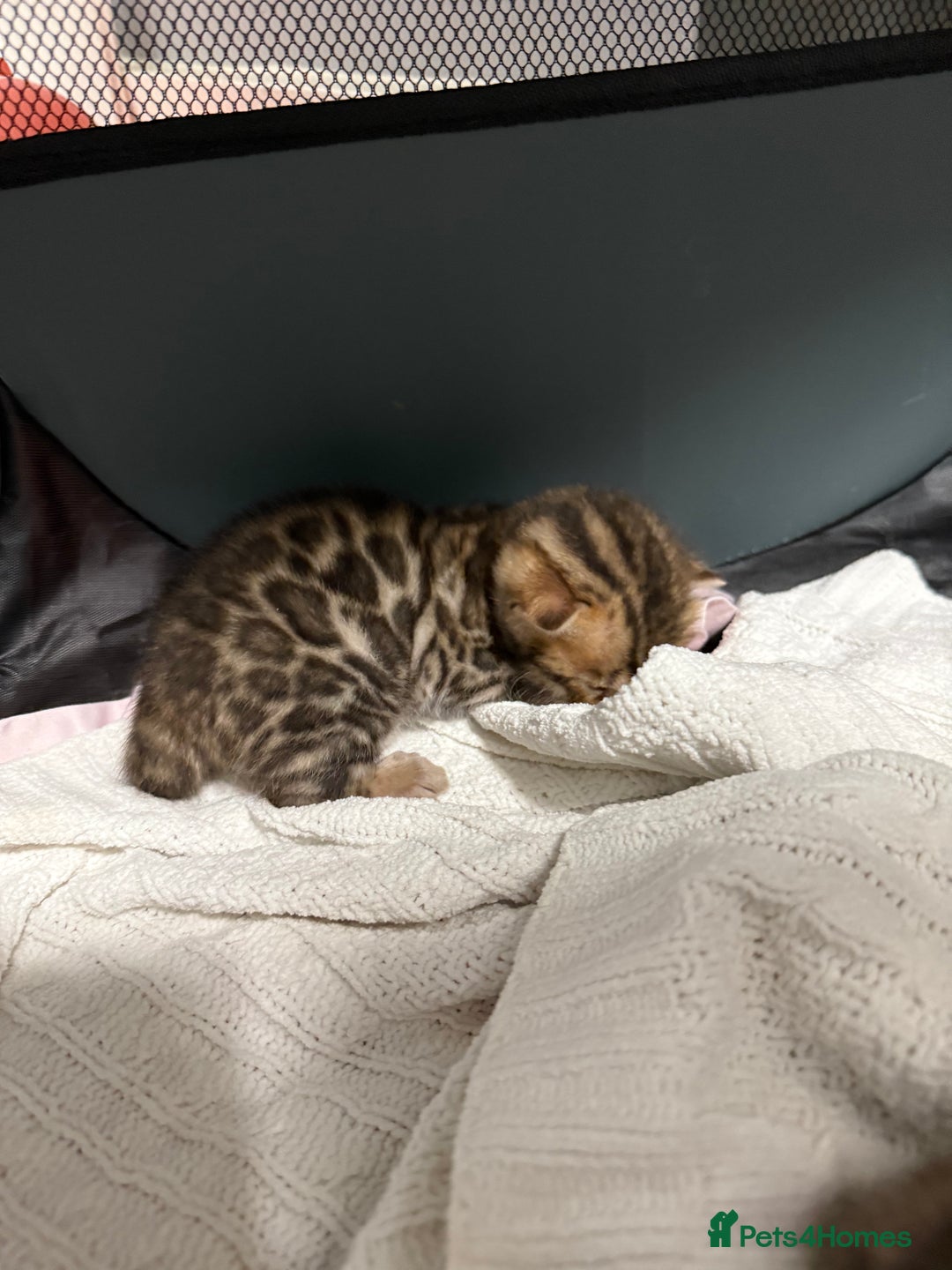 Bengal cats for sale: Pure Bengal Female kittens - Advert 10