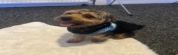 Yorkiepoo dogs for sale: Teddy  - Advert 3