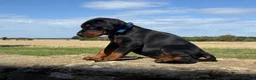 Dobermann dogs for sale: Beautiful, Healthy Doberman Puppies  - Advert 11