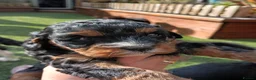 Cavapoo dogs for sale: Stunning cavapoos in amazing colours  - Advert 3