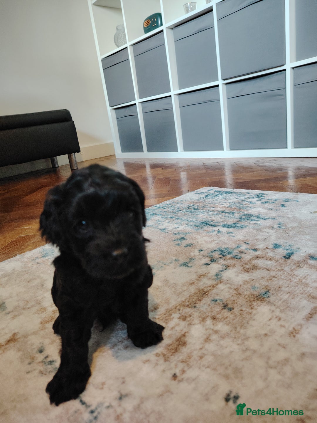 Mixed Breed dogs for sale: 5 Beautiful cocker poochon puppies for sale 😍 - Image 9