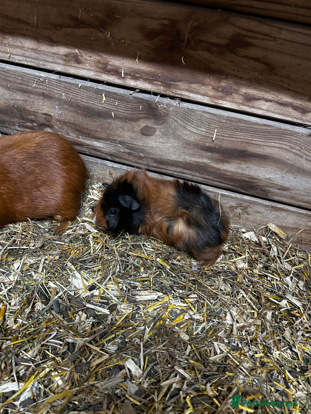 Guinea Pig rodents for sale: Baby guinea Pigs for sale - Image 5