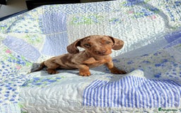Dachshund dogs for sale: Miniature dashound puppies  - Image 3