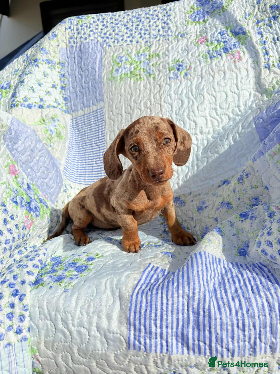 Dachshund dogs for sale: Miniature dashound puppies  - Image 3