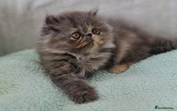 Persian cats for sale: Beautiful kittens looking for loving homes!!! in Stanford-le-Hope - Image 6