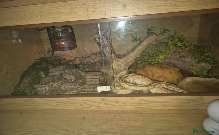 Python Snake reptiles - Advert 1