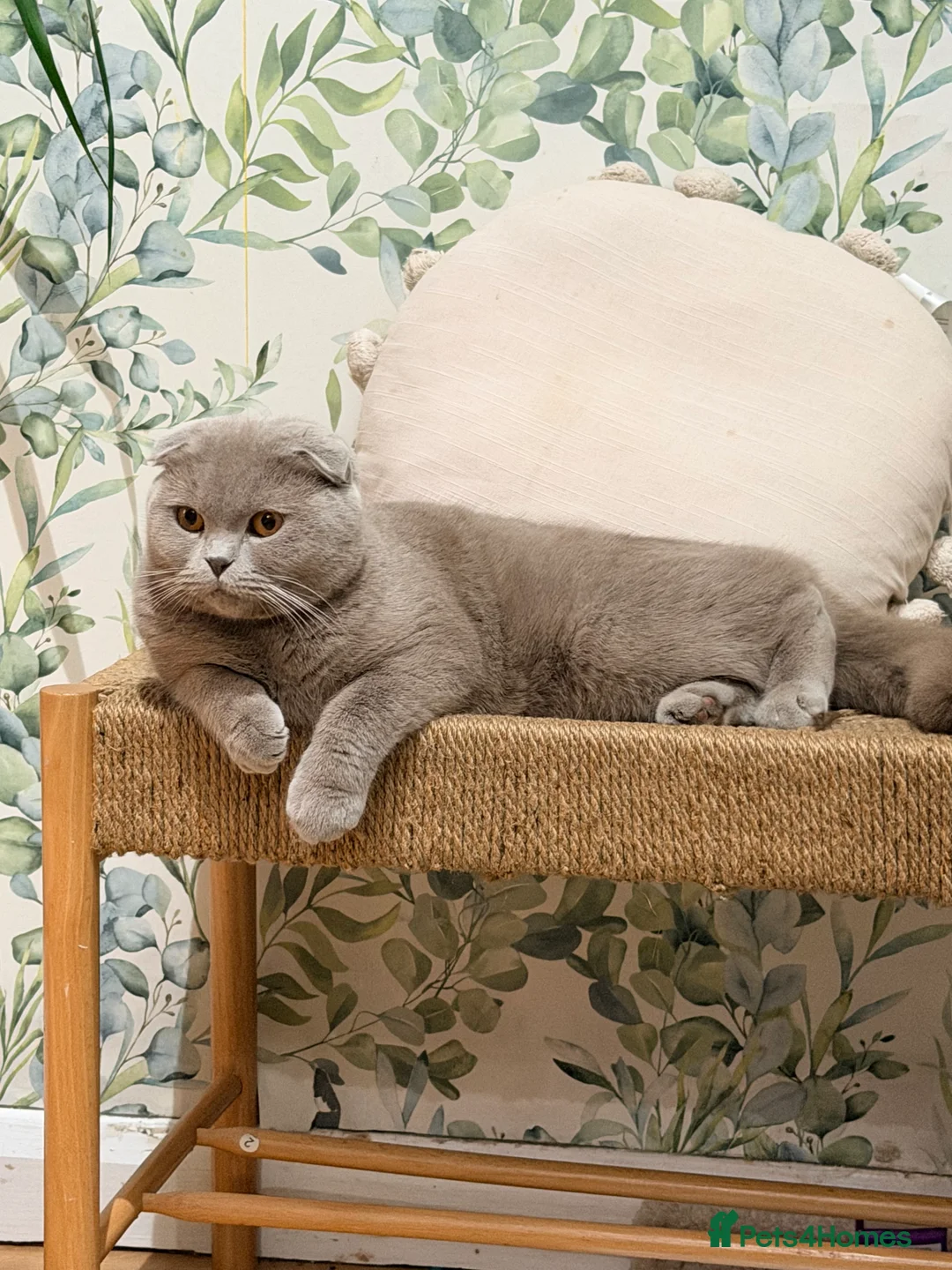 Scottish Fold cats for sale: Scottish fold female looking for a new home  in Manchester - Advert 2