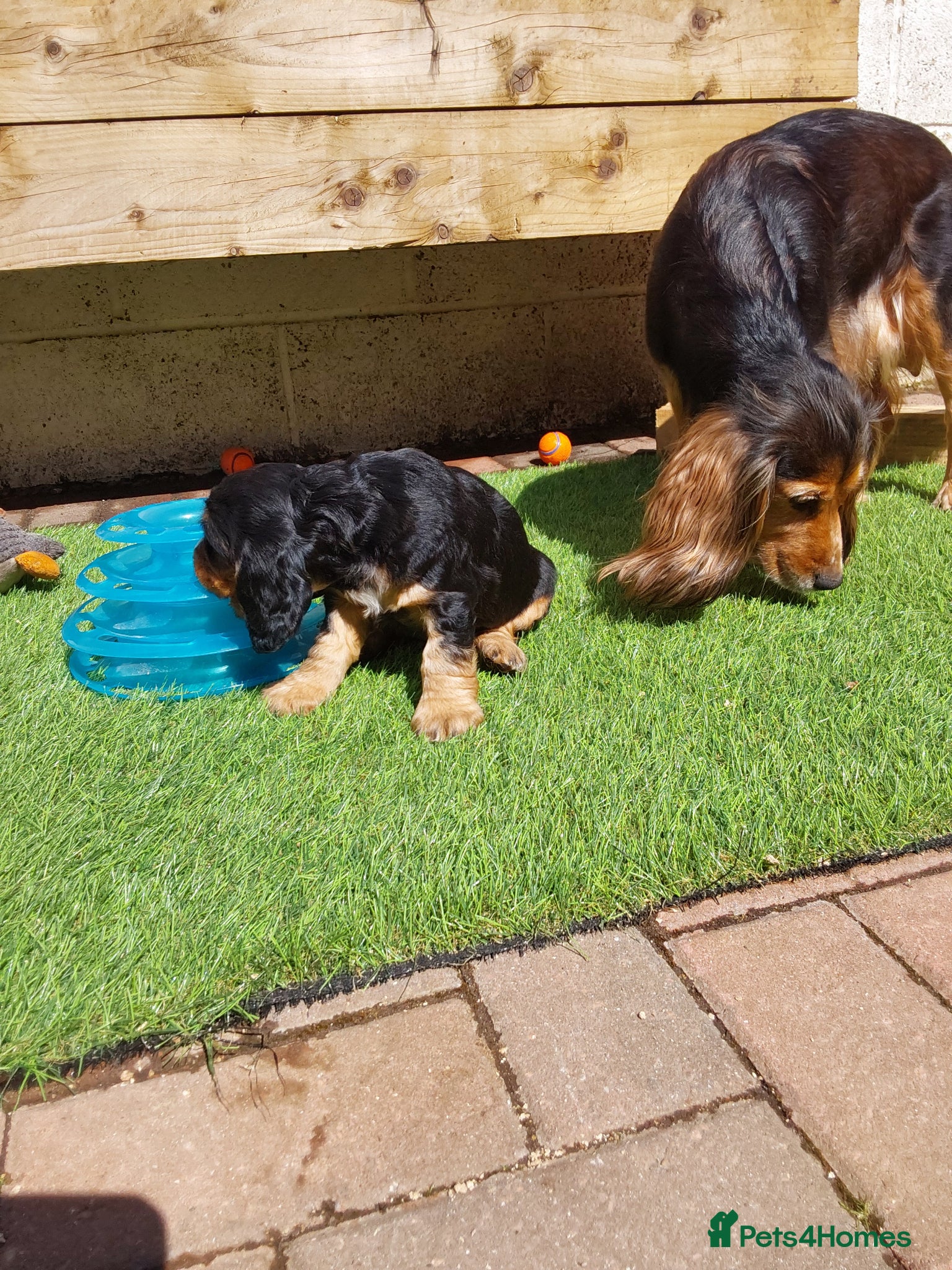 Cocker Spaniel dogs Kc registered show cocker spaniel malli & mungo  - Advert 1