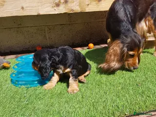 Cocker Spaniel dogs Kc registered show cocker spaniel malli & mungo - Advert 1