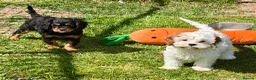 Cavapoo dogs for sale: Stunning home reared vet checked cavapoo puppies  in Leicester - Advert 5