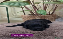 Cockapoo dogs for sale: Cockapoo Puppies Extensive Health Tested - Image 17