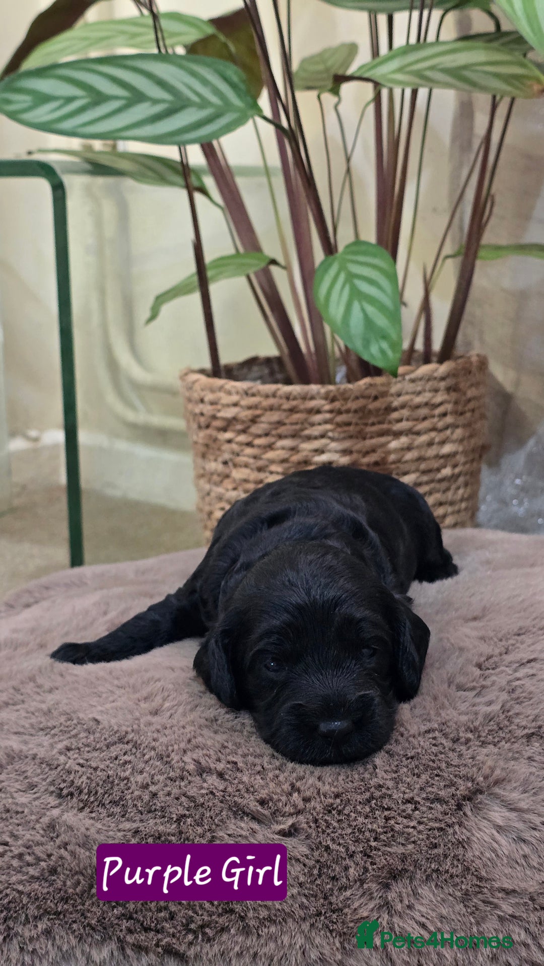 Cockapoo dogs for sale: Cockapoo Puppies Extensive Health Tested - Image 17