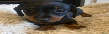 Miniature Dachshund 3